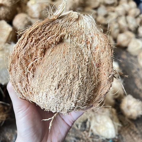 SEMI-HUSK COCONUT IN VIETNAM